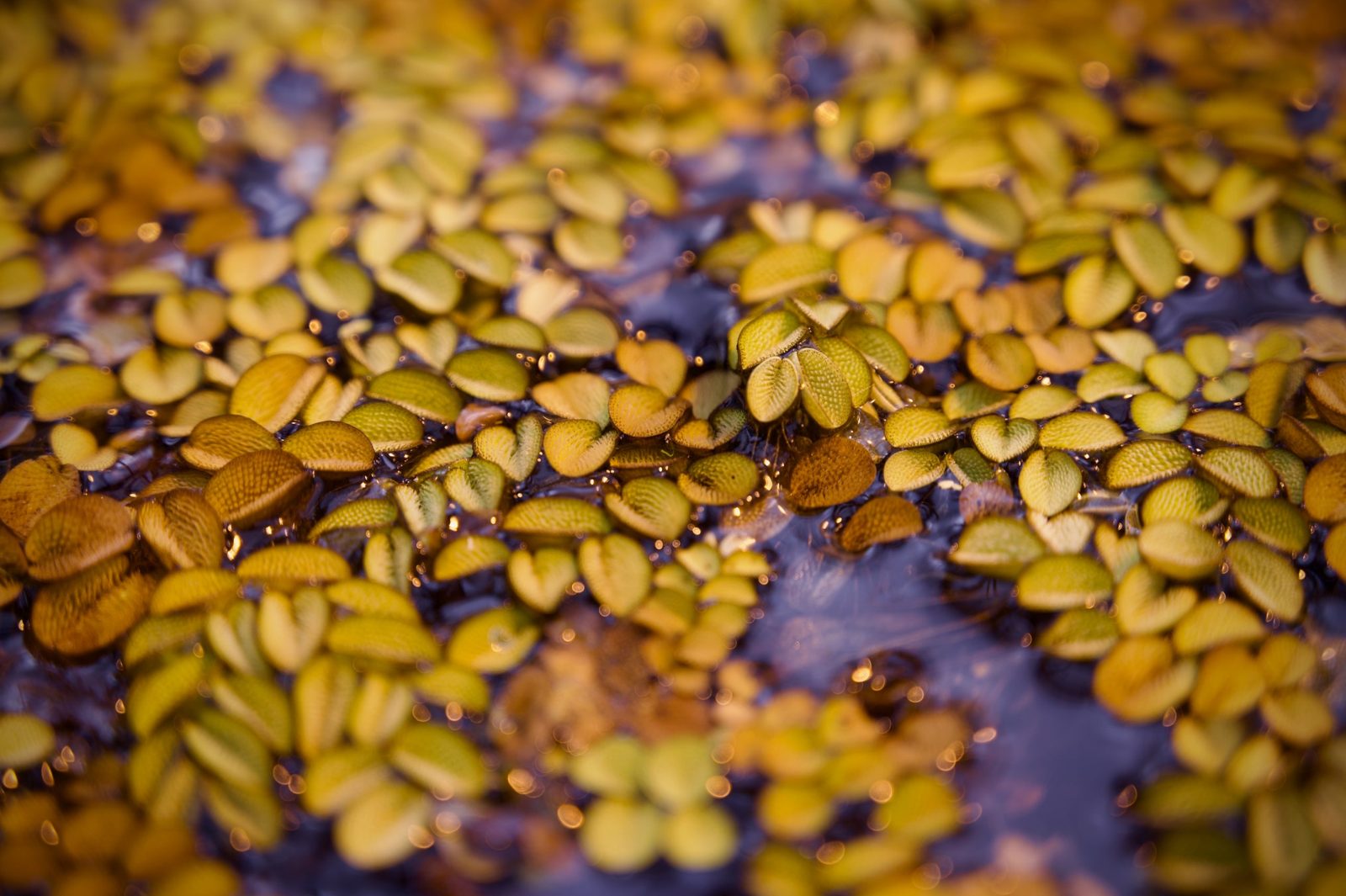 Close-up of small floating leaves on dark water
